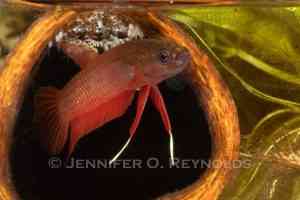 male wild betta species guarding fry betta spawning