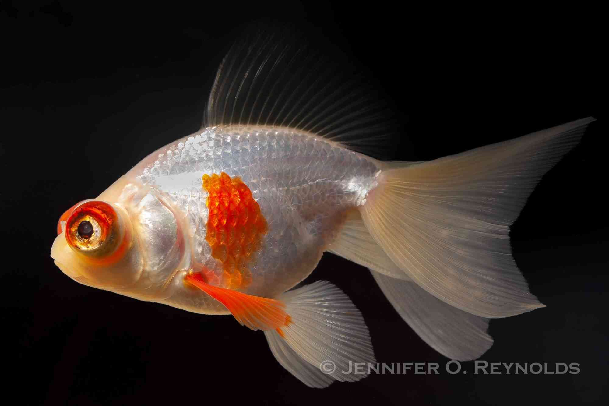 A white and orange fancy goldfish