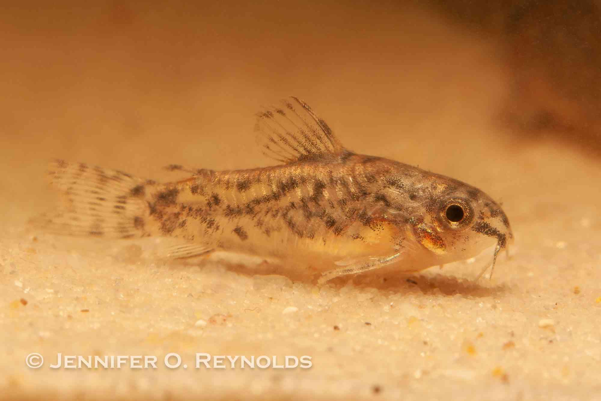 A tiny wild caught corydoradinae catfish shown on fine white sand