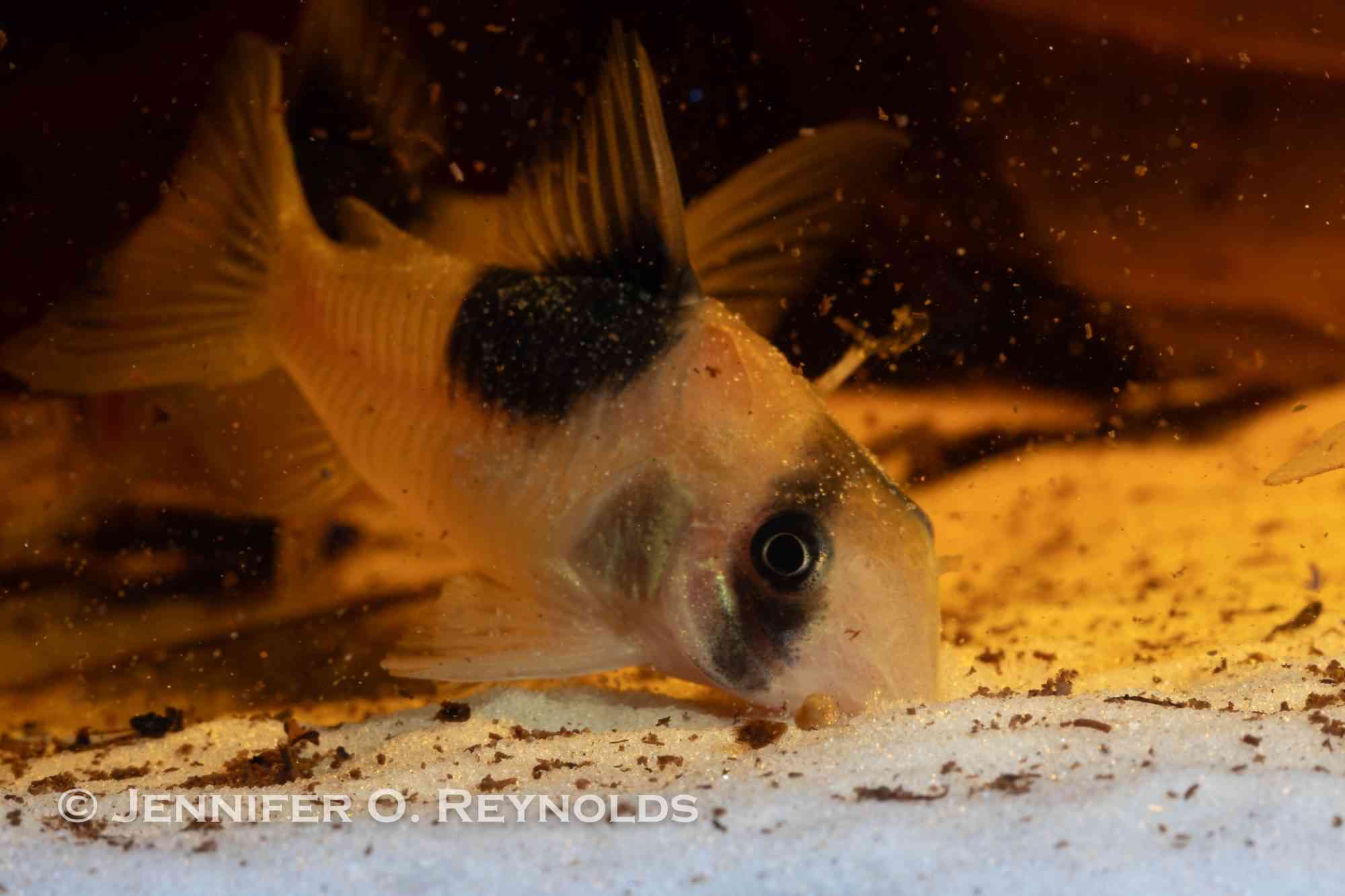 A cory catfish is digging into the sand in an aquarium to find food