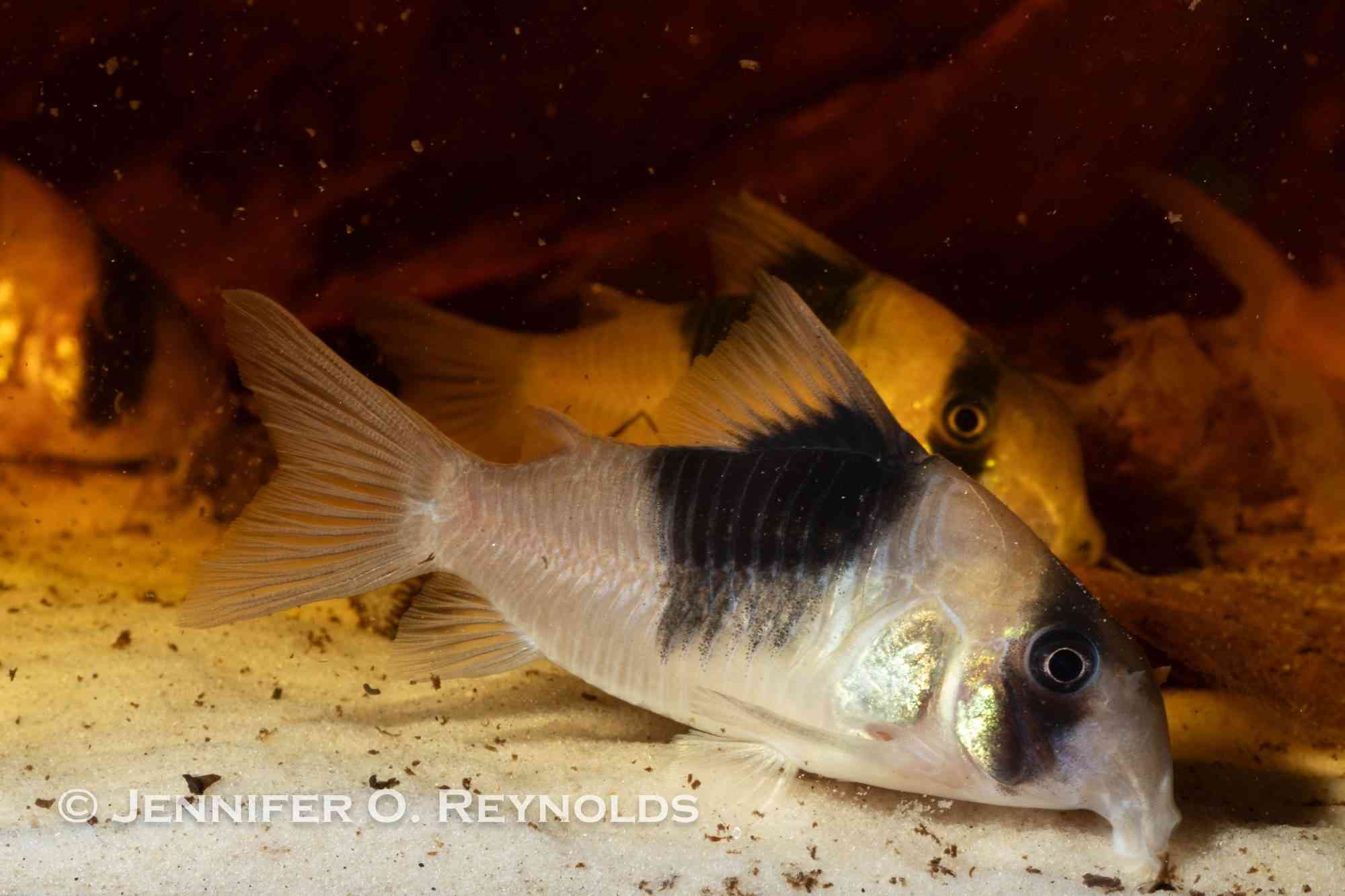 A black and white cory catfish sifting sand in an aquarium.