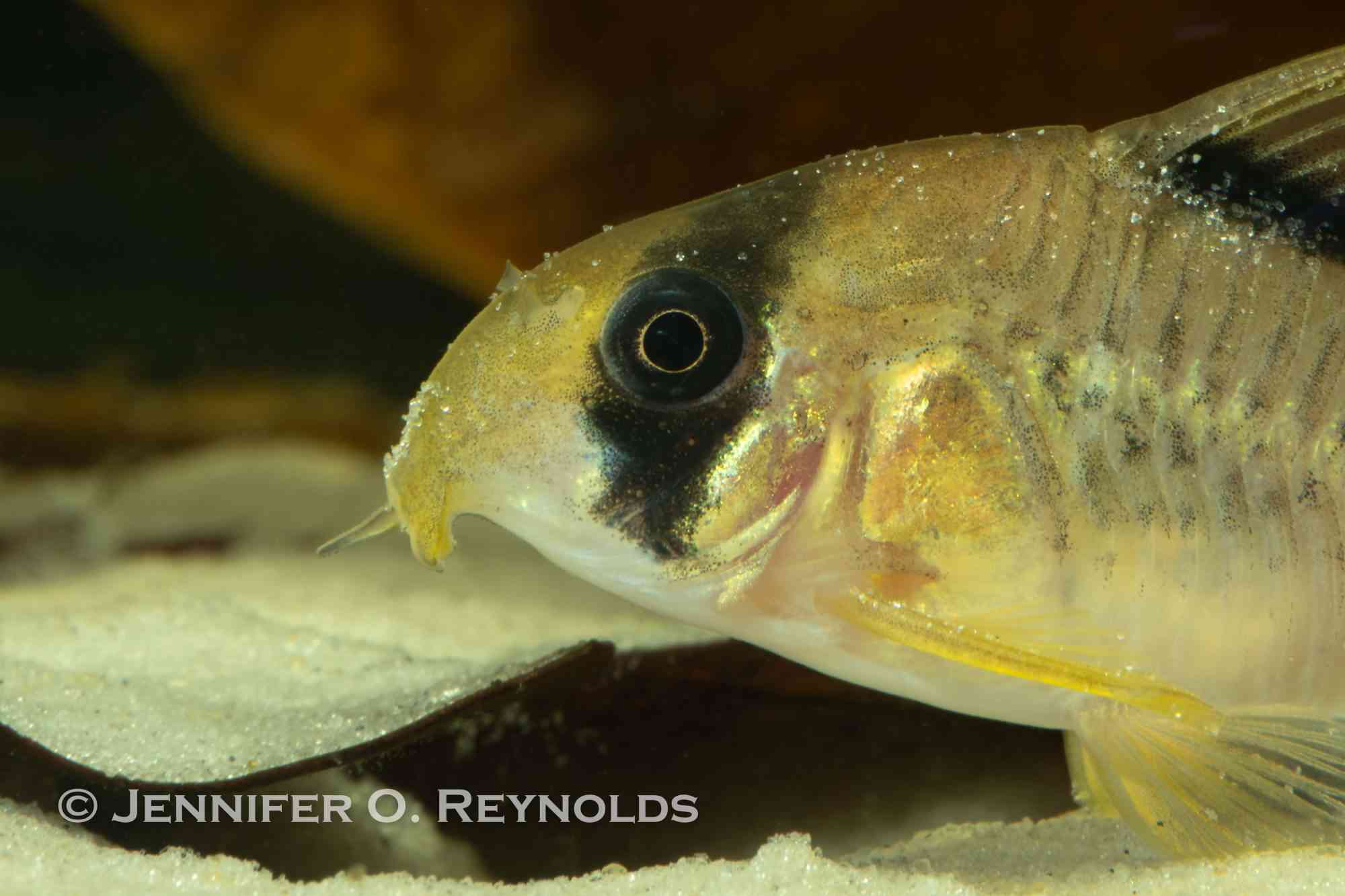 A cory catfish shown with eroded barbels from shipping