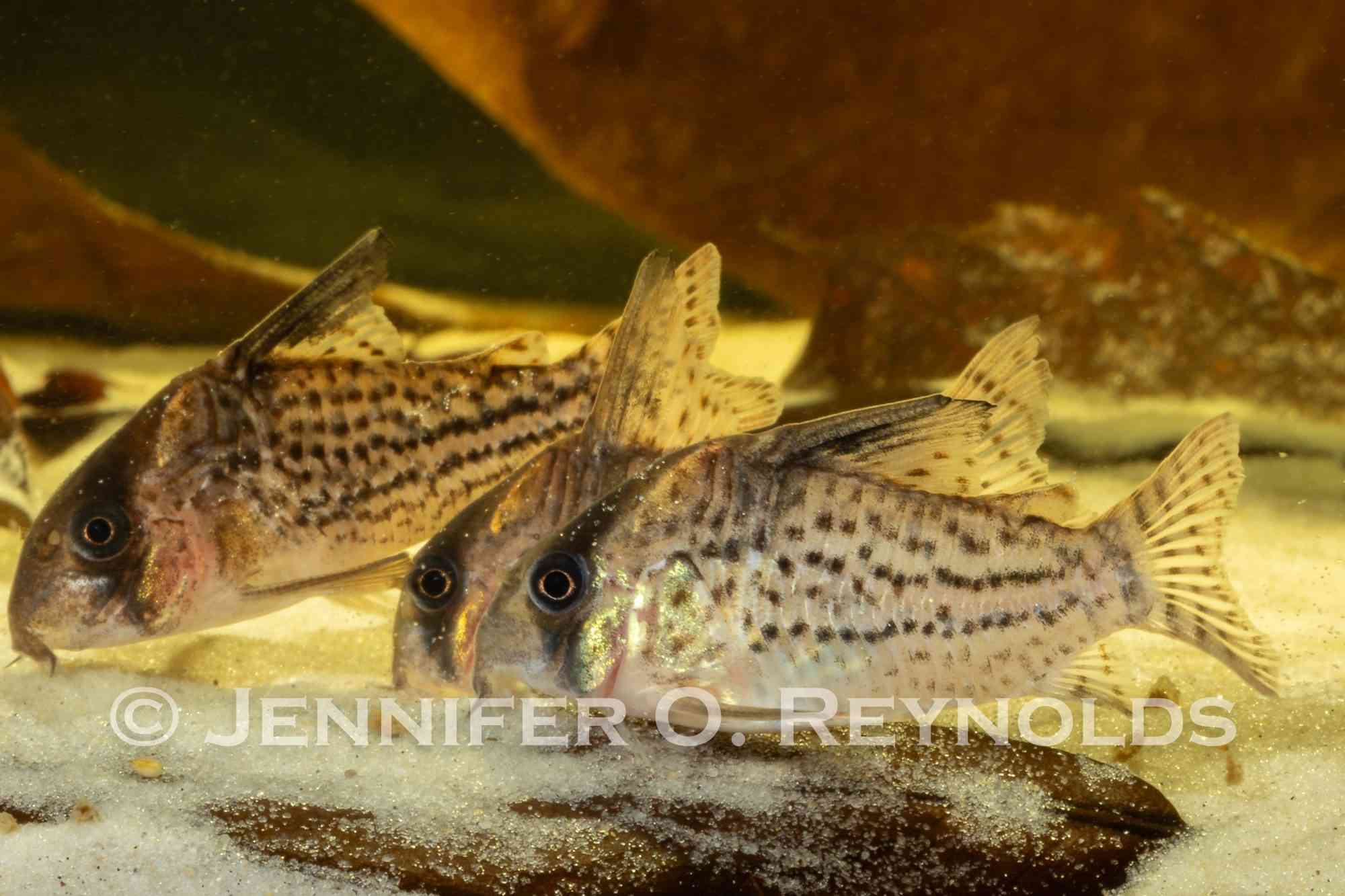 Small cory catfish with black eye stripes and orange markings forage in the sand