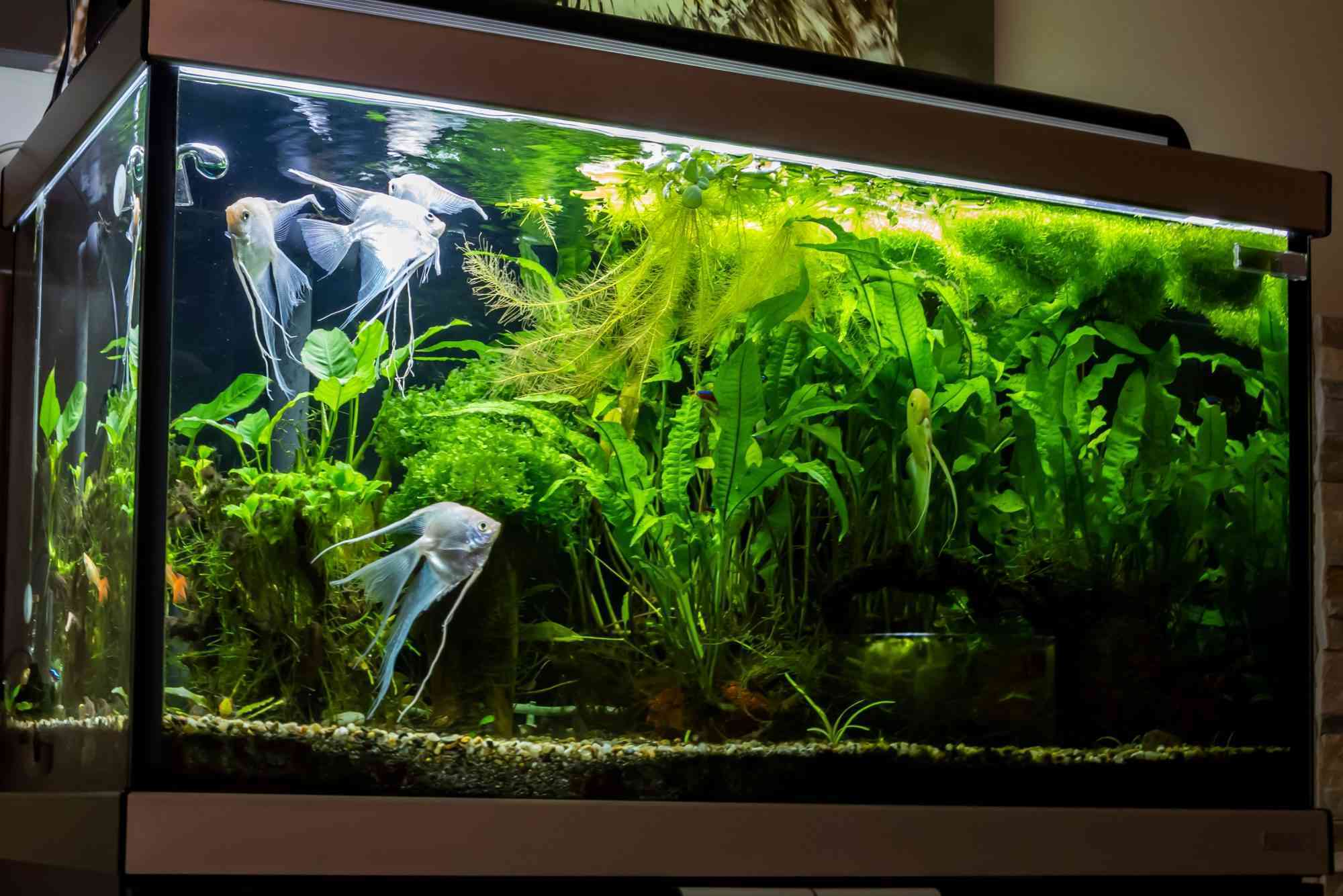 Several silvery, long-finned freshwater angelfish swim in a beautiful planted aquarium.