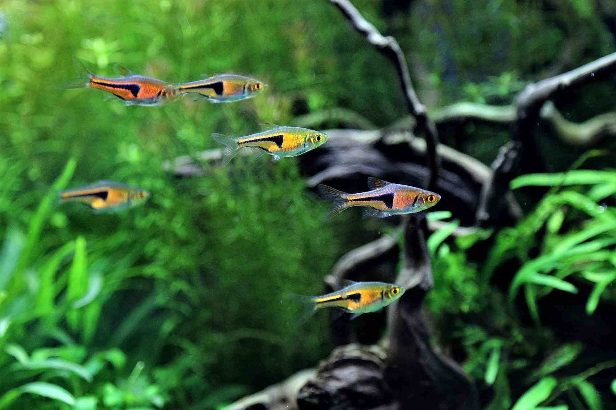 Six pink and black Espe's rasboras swim in a group in an established healthy aquarium.