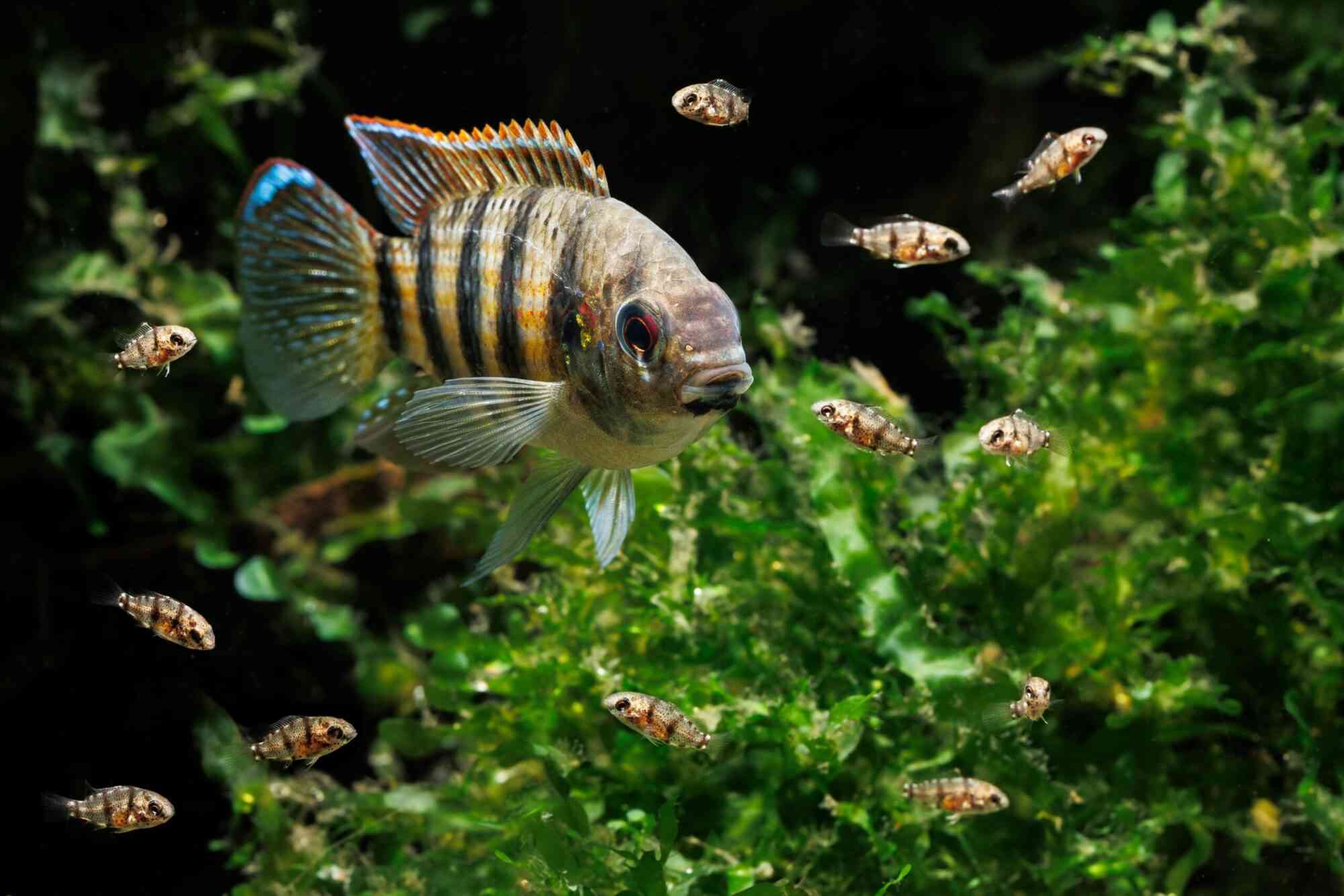 Anomalochromis thomai is also called a butterfly cichlid. This west african dwarf cichlid species is caring for babies that surround it and is a popular species for beginners.