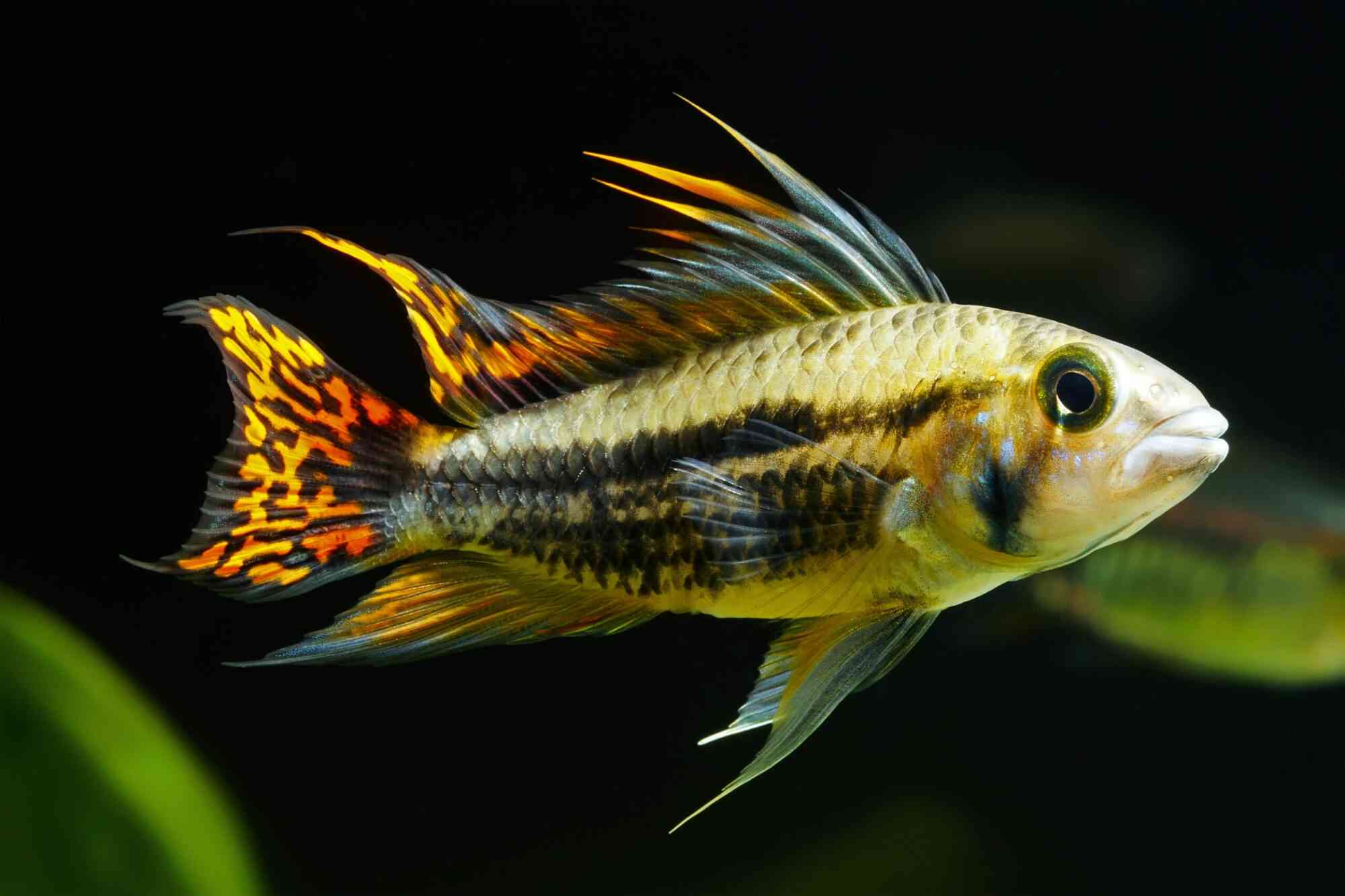 A triple red cockatoo dwarf cichlid swims in a home aquarium containing some green aquatic plants.