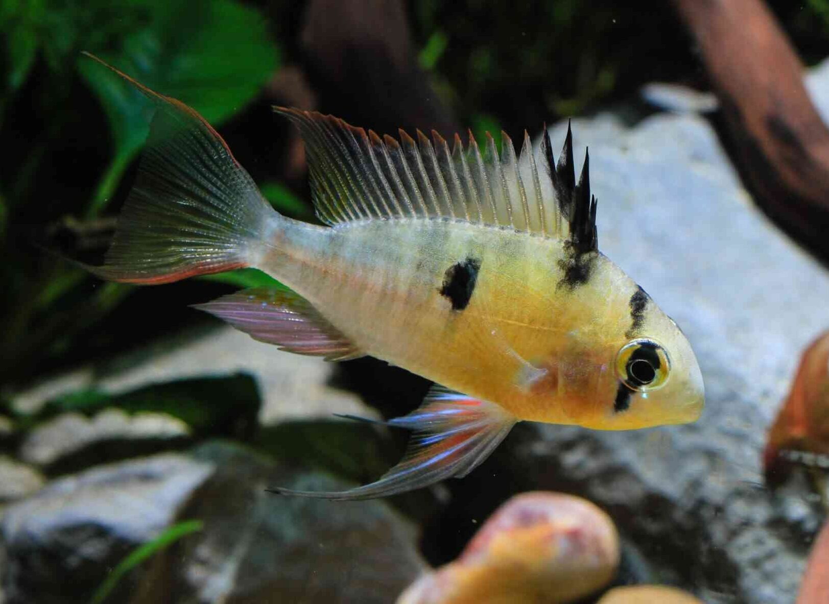 A male Bolivian ram cichlid, also called altispinosus or hifin ram, swims in a naturally aquascaped aquarium with rocks and wood.