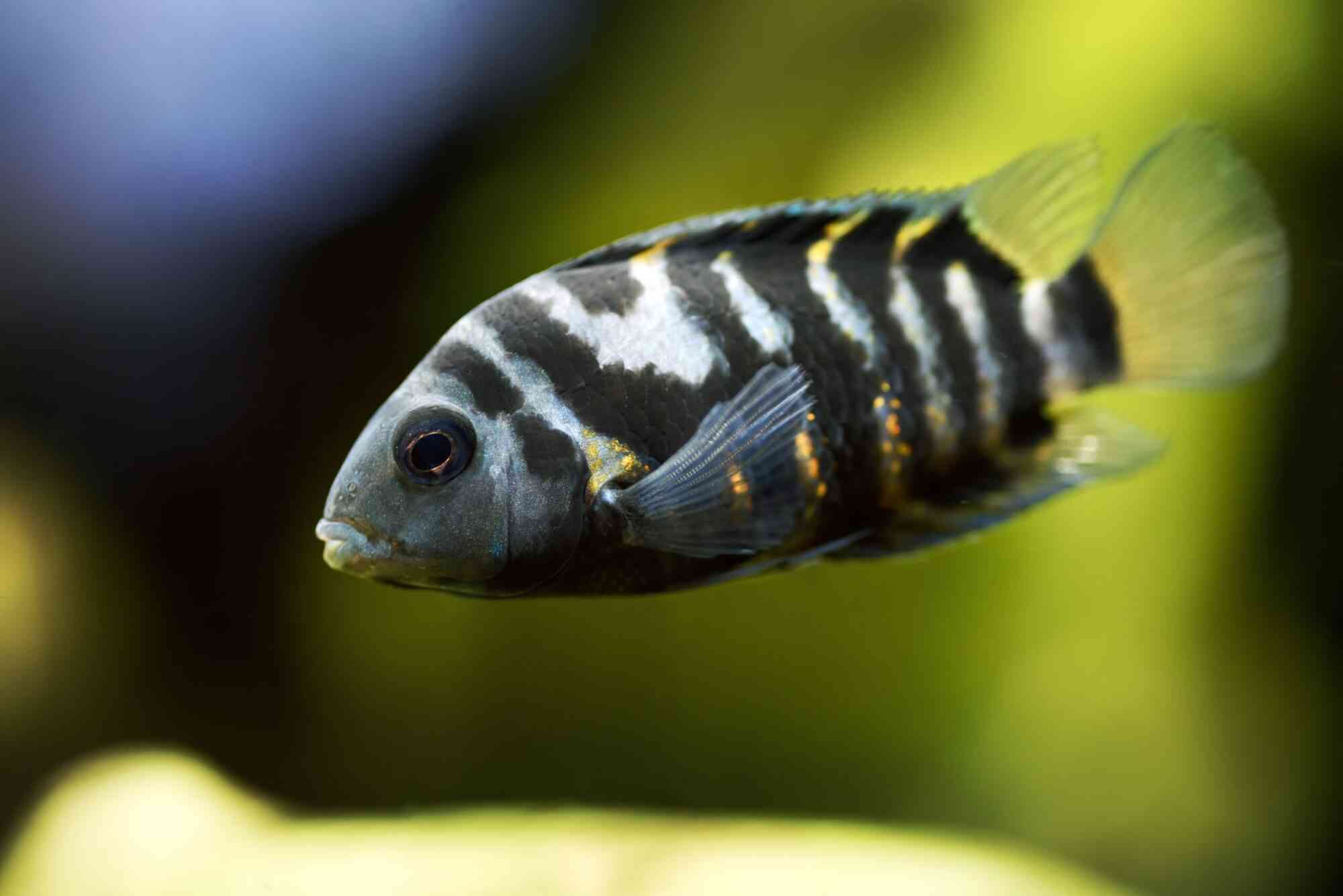 A convict cichlid, an easy cichlid for beginners to keep, swims in a home aquarium.