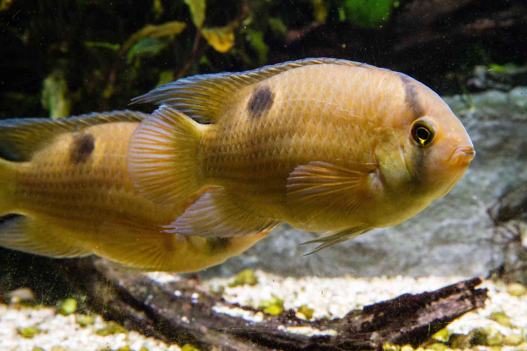 Keyhole cichlids are a popular species for beginners and are not very aggressive which is appealing. These tan coloured, mid sized cichlids can be difficult to source though.