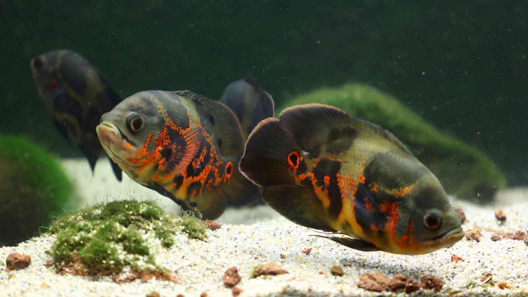 Two tiger oscar cichlids swim in a home aquarium.