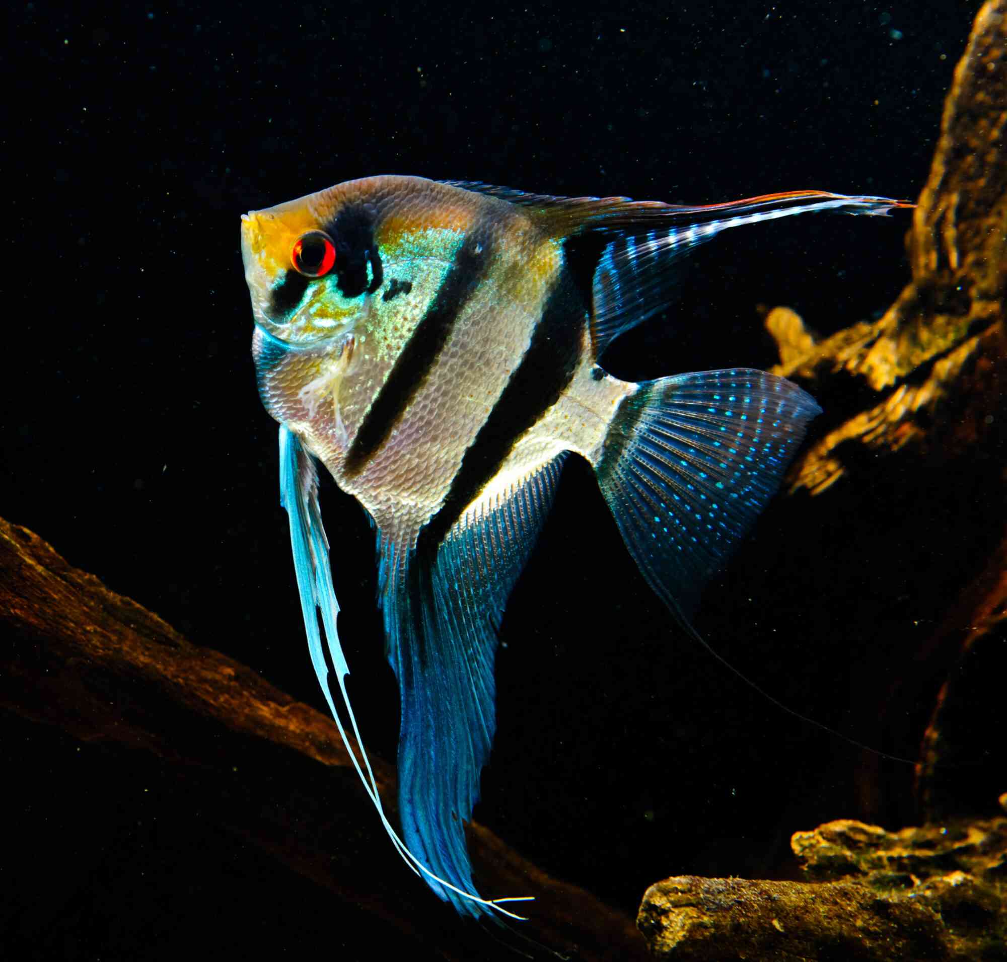 A freshwater angel fish with red eyes black vertical stripes swims in a home aquarium.