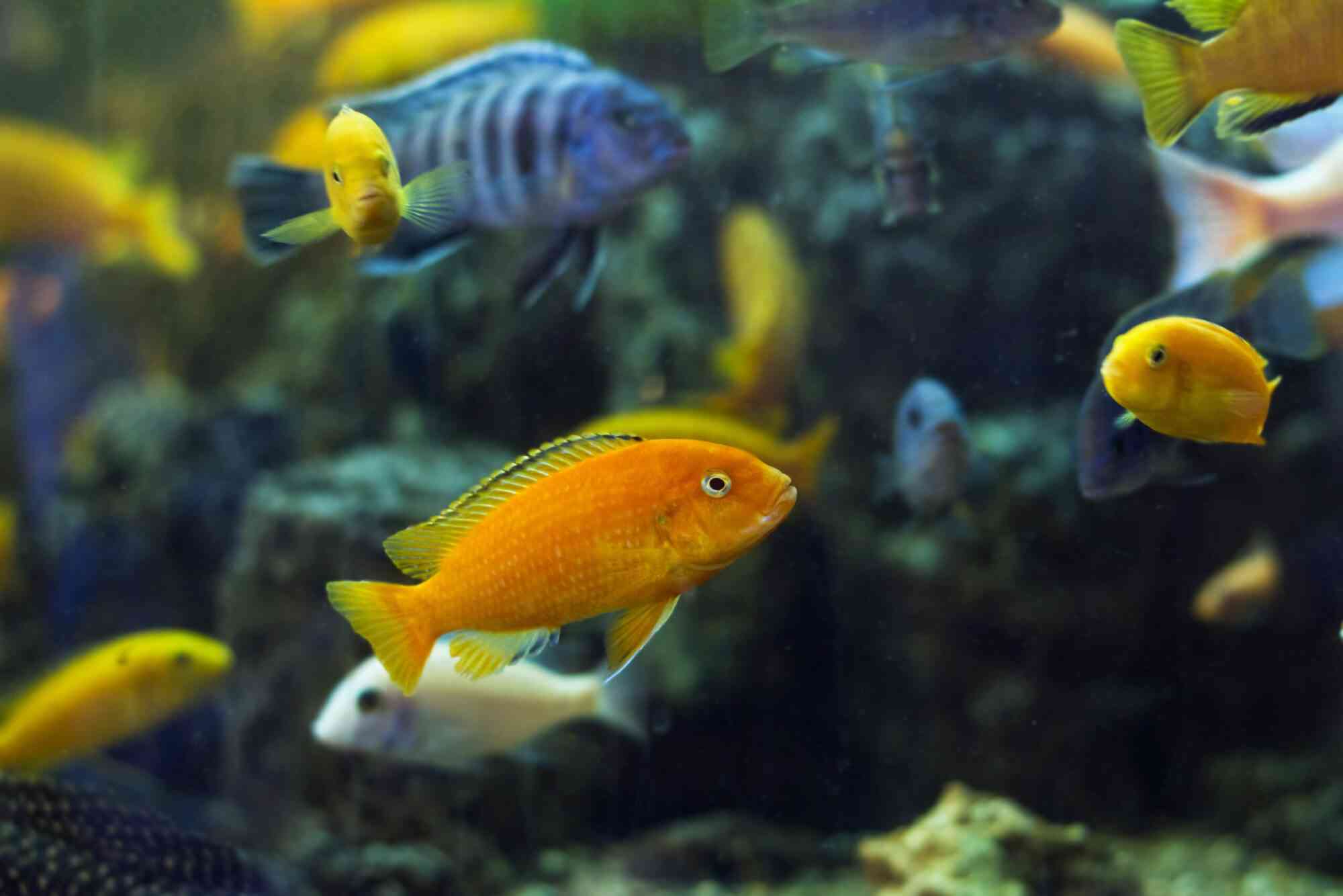 A variety of Malawi cichlid species from the rift lakes are shown swimming in an aquarium.