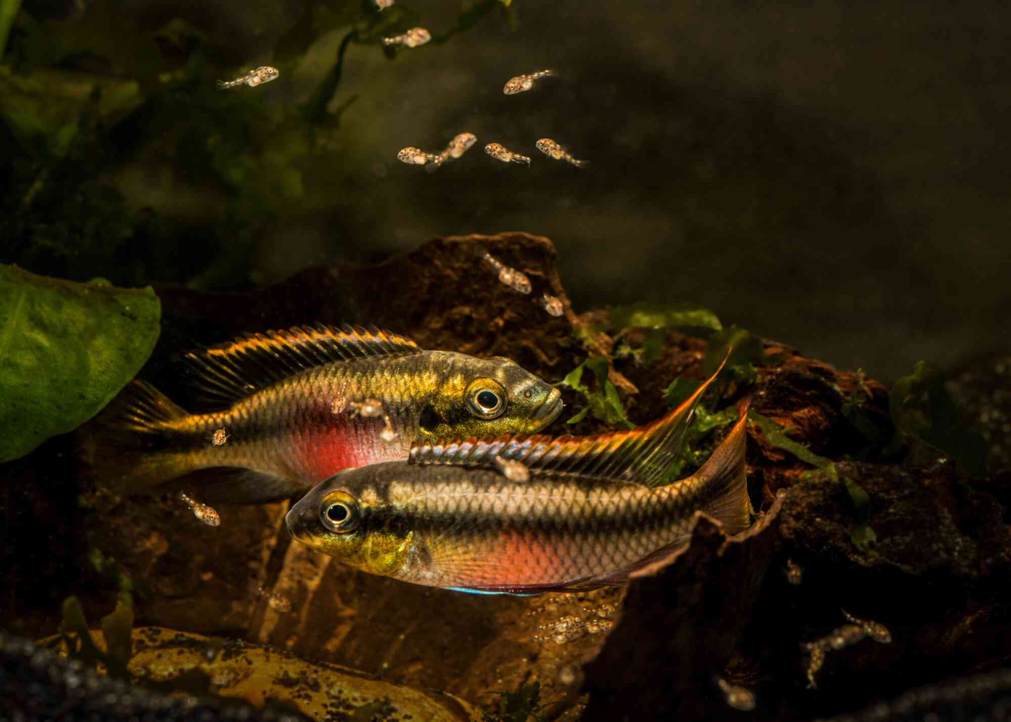 A pair of kribensis dwarf cichlids from west africa protect a batch of young fry in a home aquarium.